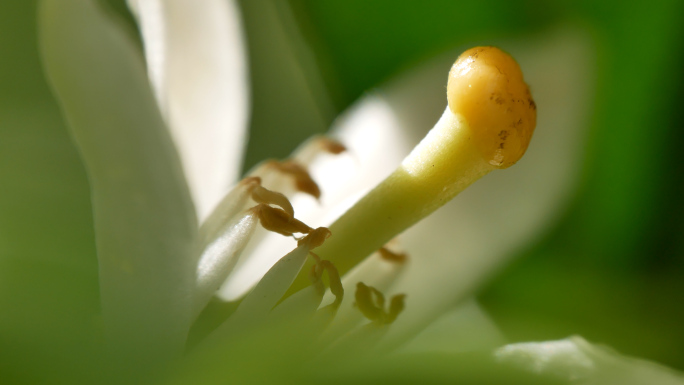 橘子花 桔子花