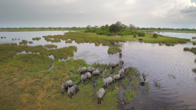 一群大象过河野生动物观赏自由