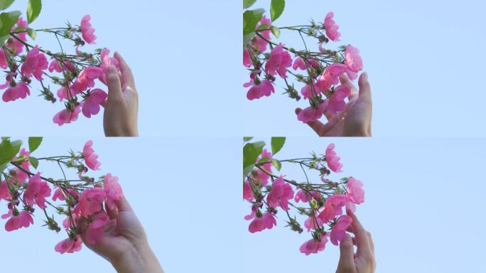 4K-手触摸花朵阳光小清新