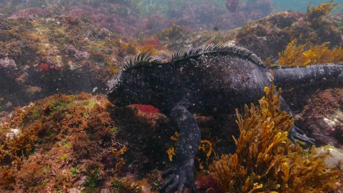 海鬣蜥吃海底苔藓