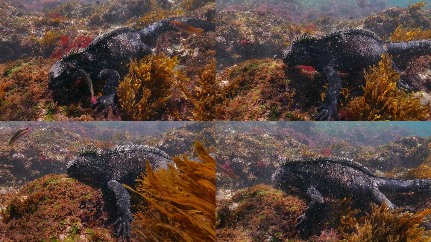 海鬣蜥吃海底苔藓