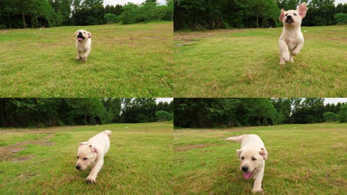 一只小狗在草地玩耍