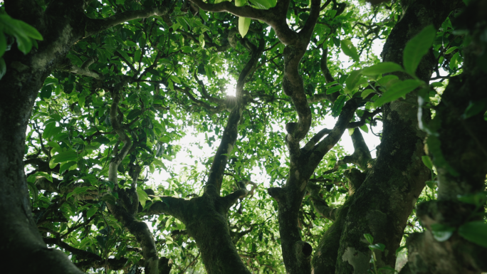 【4K】普洱古树茶生态实拍素材，普洱茶树