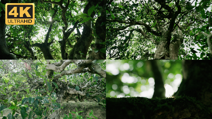 【4K】普洱古树茶生态实拍素材，普洱茶树