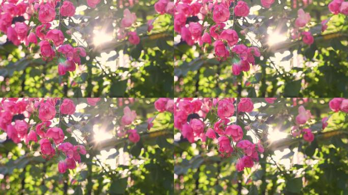 4K-阳光微风蔷薇花