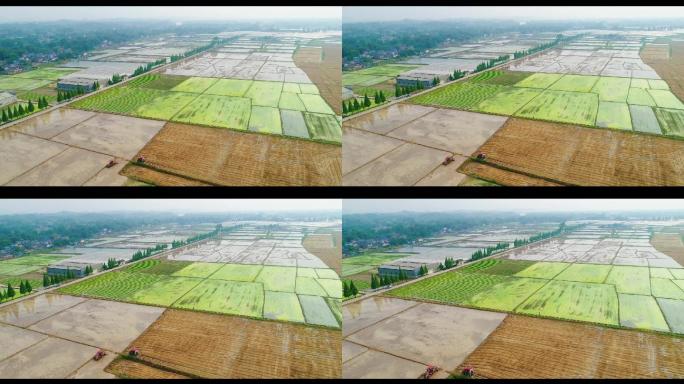 整理中的农田水稻田大面积稻田大场景视频