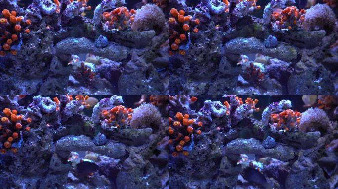 海底世界鱼水族馆动画唯美