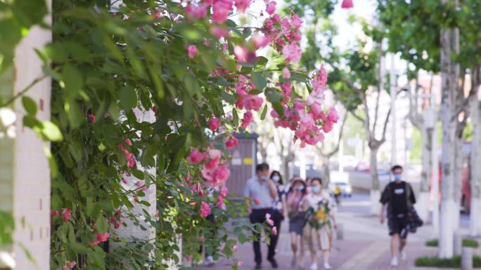 4K城市一角阳光花朵行人