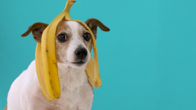 头带香蕉皮的狗