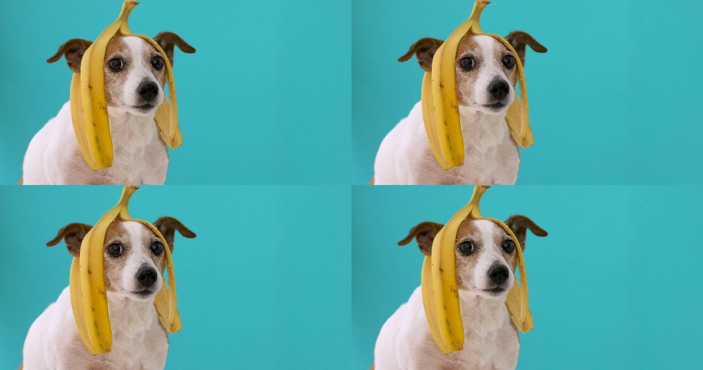 头带香蕉皮的狗