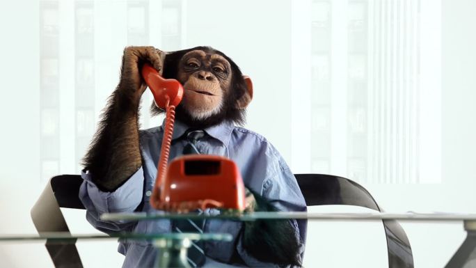在打电话的猴子