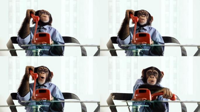 在打电话的猴子