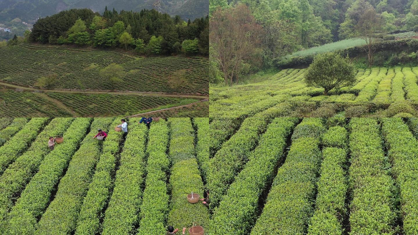 高山茶园风光