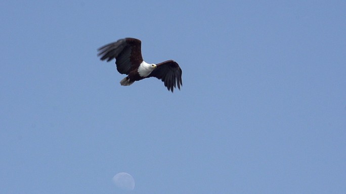 飞翔的鱼鹰鸟类飞行滑翔挥动翅膀力量