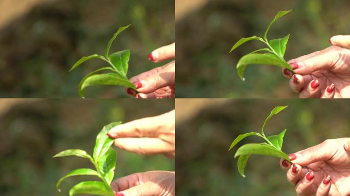 采摘采茶制茶炒茶古树茶普洱茶