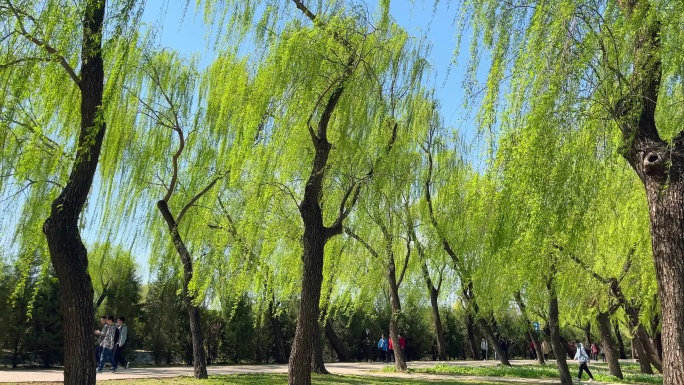 原创拍摄春季颐和园风光