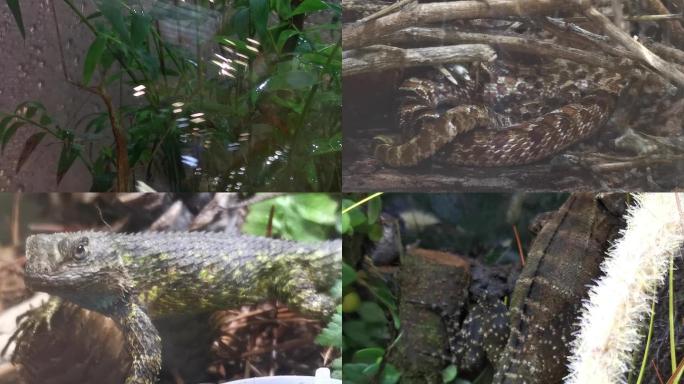 竹叶青-竹节虫-猪鼻蛇-澳洲水龙-蜥蜴
