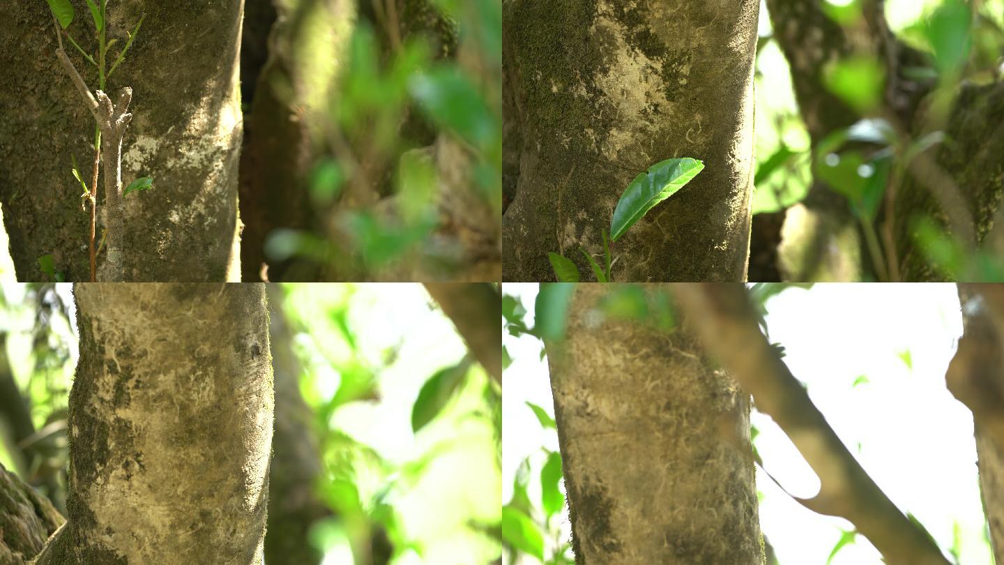 采摘采茶制茶炒茶古树茶普洱茶