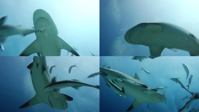 牛鲨和一群小鱼一起游泳