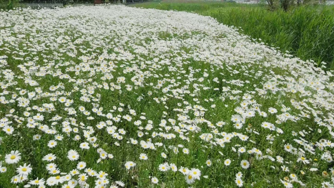 白色菊花花海