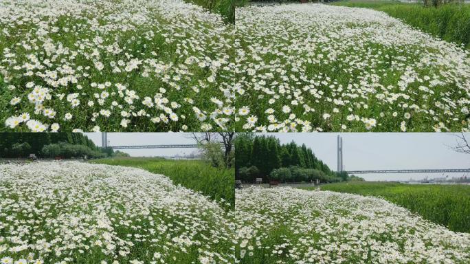 白色菊花花海