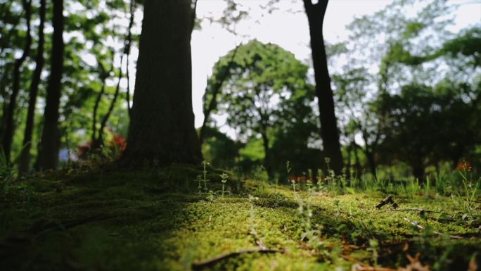 树下苔鲜