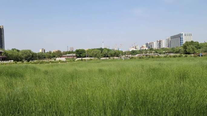 城市绿化芦苇风景空境