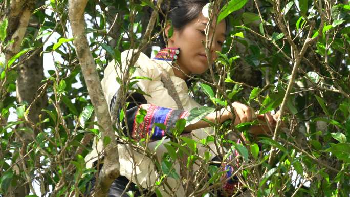 采摘采茶制茶炒茶古树茶普洱茶