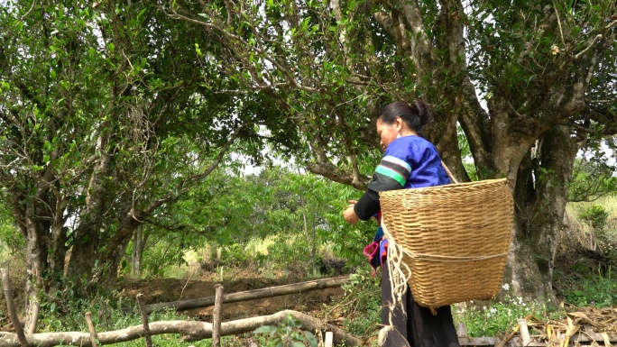 采摘采茶制茶炒茶古树茶普洱茶