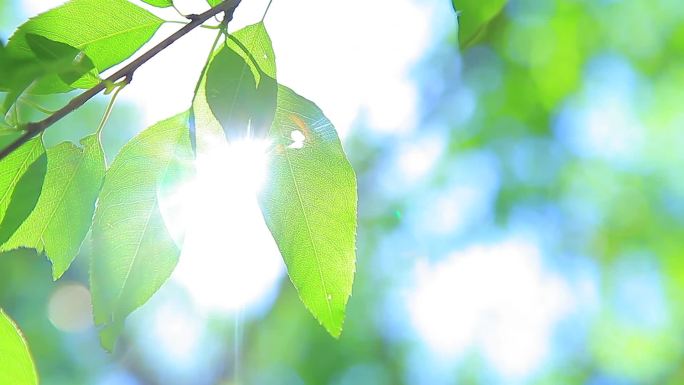 实拍阳光透过绿叶枯木发新芽