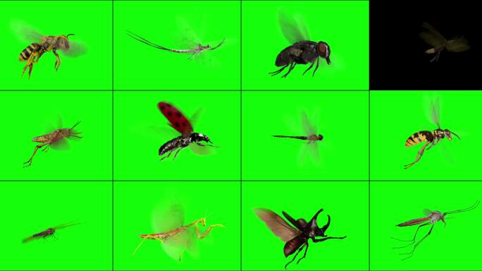 12种昆虫在绿色背景上原地飞行的3D动画