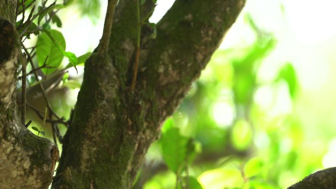 采摘采茶制茶炒茶古树茶普洱茶