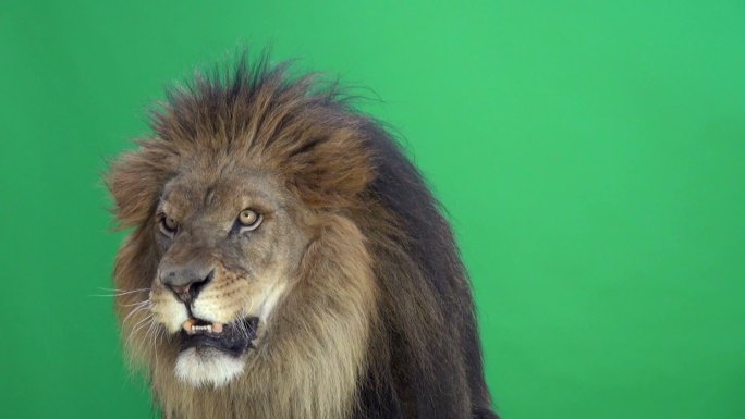 狮子在绿幕前咆哮兽中之王猛兽狮吼