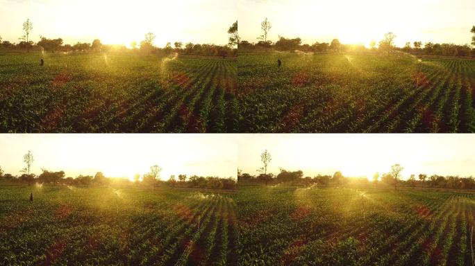 夕阳下的玉米田