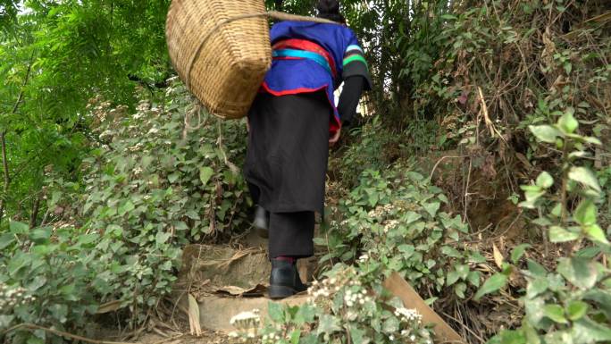 采摘采茶制茶炒茶