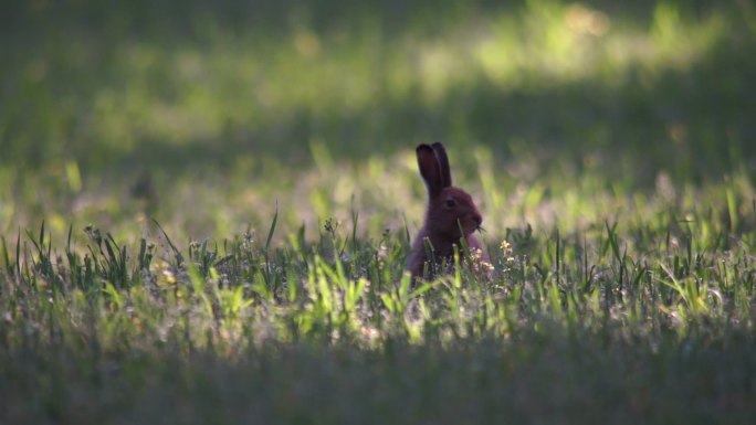 野兔在草地吃草野生兔白兔养殖白兔