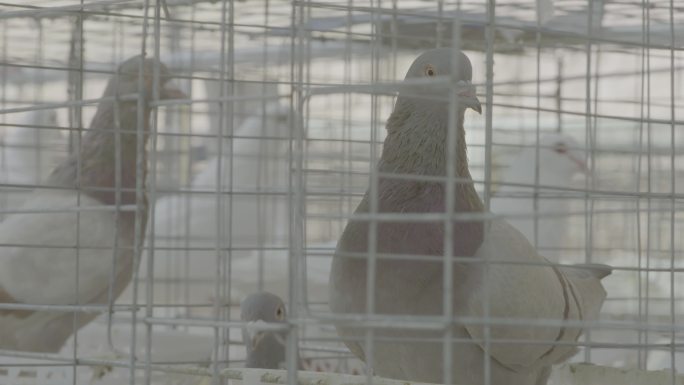 白鸽养殖养殖场养殖家禽扶贫畜牧业扶贫产业