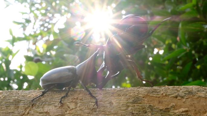 热带森林里犀牛甲虫在木头上搏斗