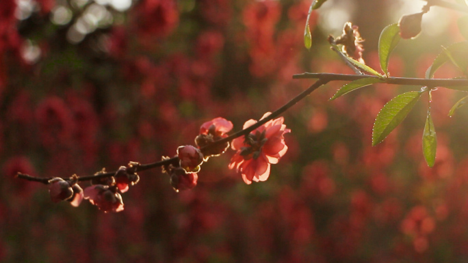 春天鲜花盛开—桃花樱花格桑花向日葵三角梅