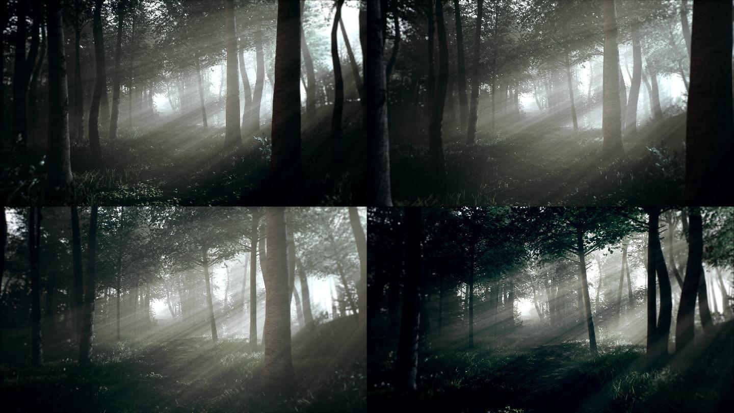 阴暗的树木在腹中的森林里，阴森可怕的气氛照片摄影图片_ID:349097194-Veer图库