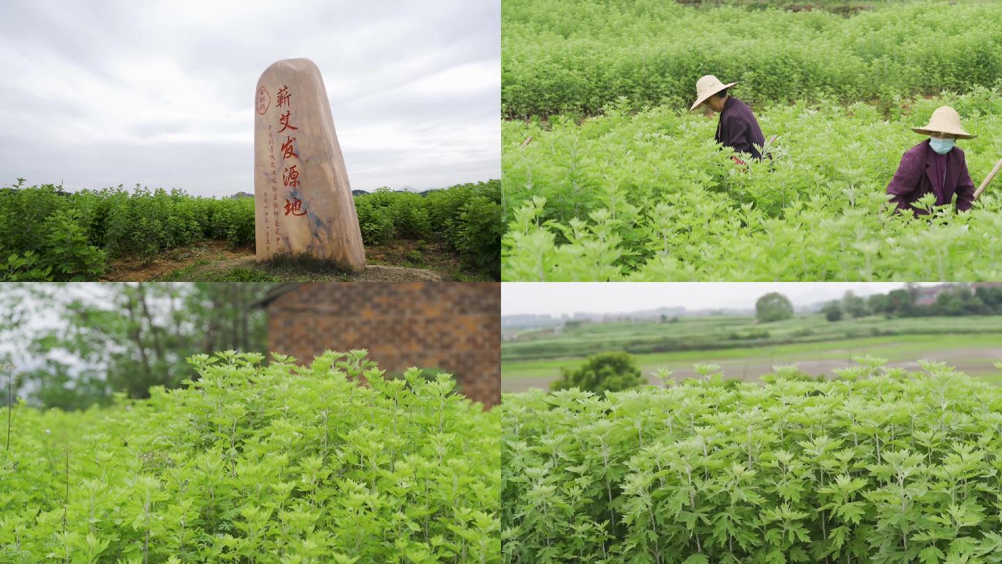 艾草基地