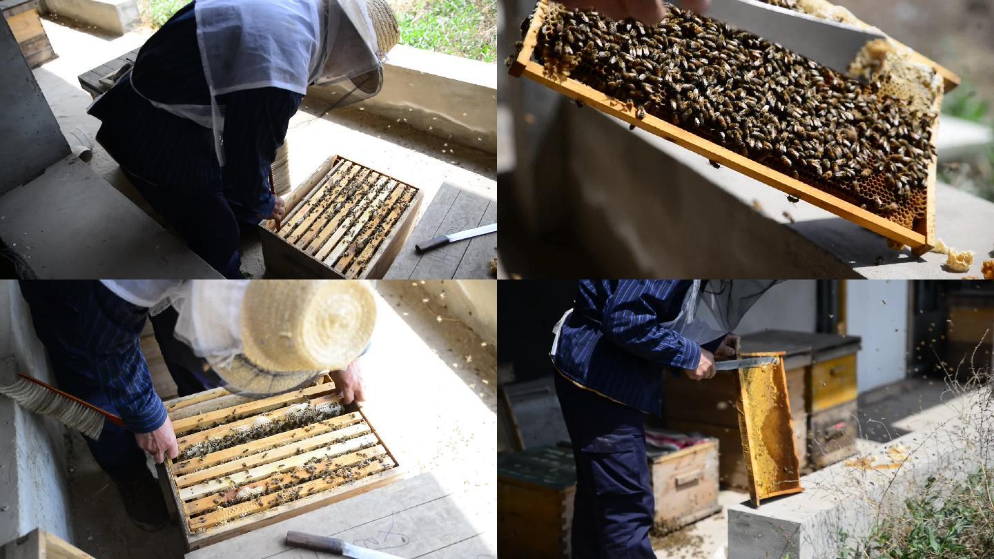 蜂农手工采蜜纯天然蜂场蜜蜂摇蜂蜜养殖场