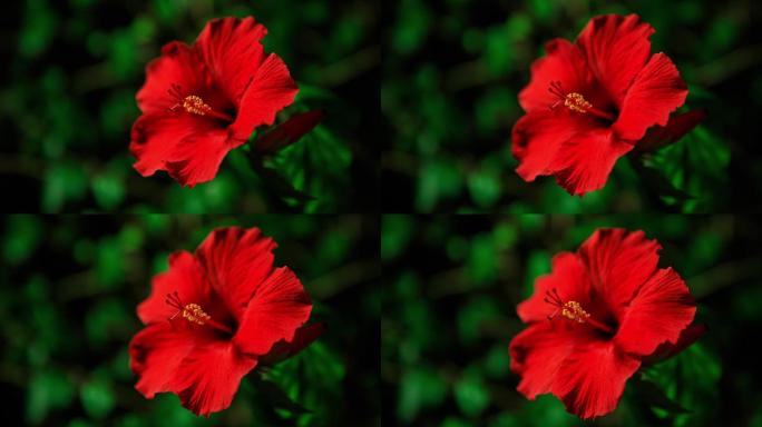 盛开的红色花朵延时红色花朵盛开绽放动画