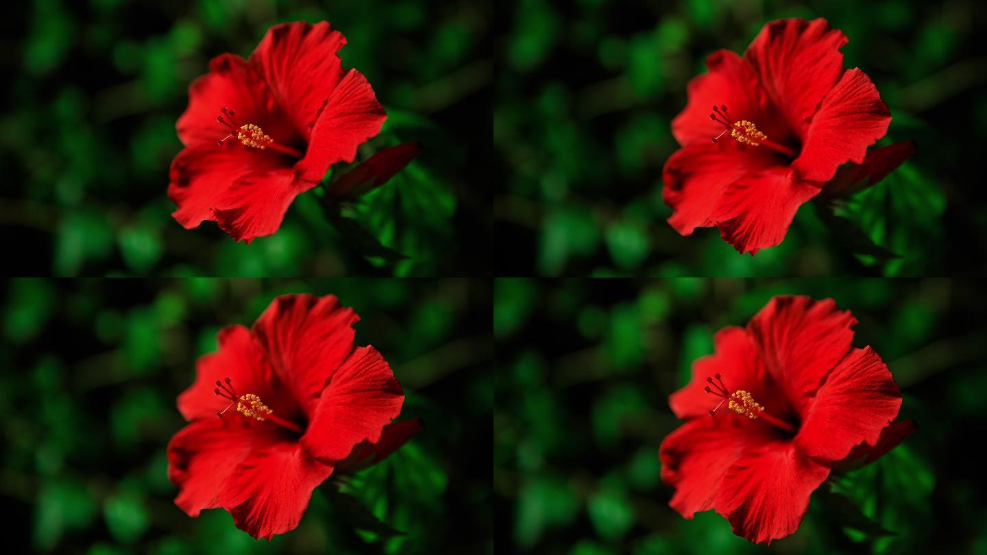 盛开的红色花朵延时红色花朵盛开绽放动画