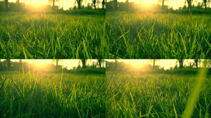阳光和草