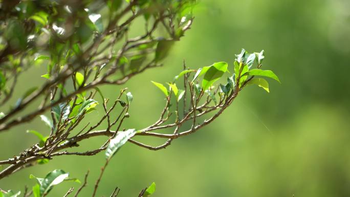 采摘采茶制茶炒茶古树茶普洱茶