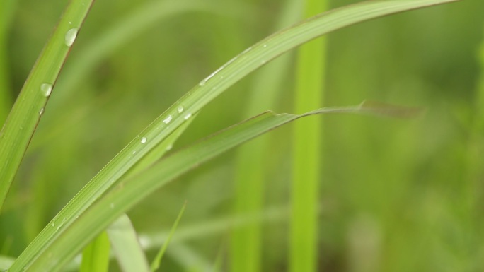 雨后水稻上的水珠露珠