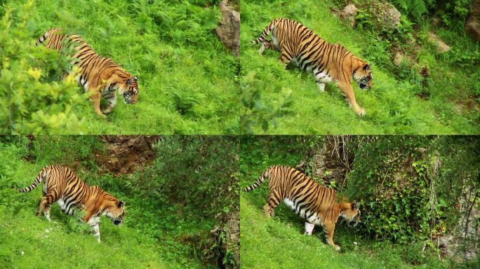 老虎野生动物世界老虎国家保护动物大自然非