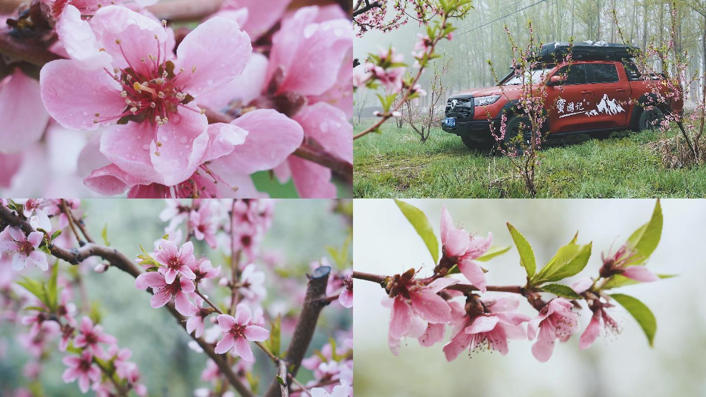 桃花素材实拍春雨后的桃花花瓣儿