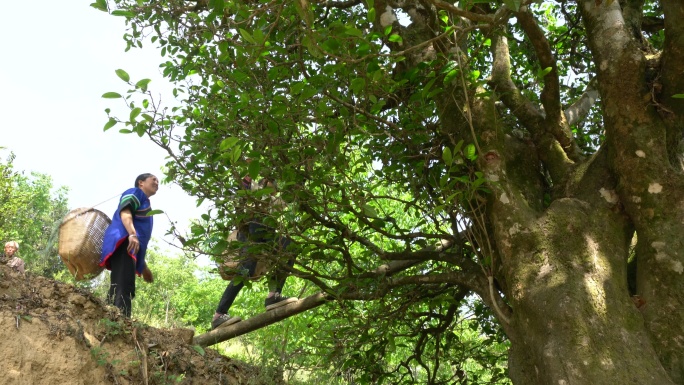 采摘采茶制茶炒茶古树茶普洱茶